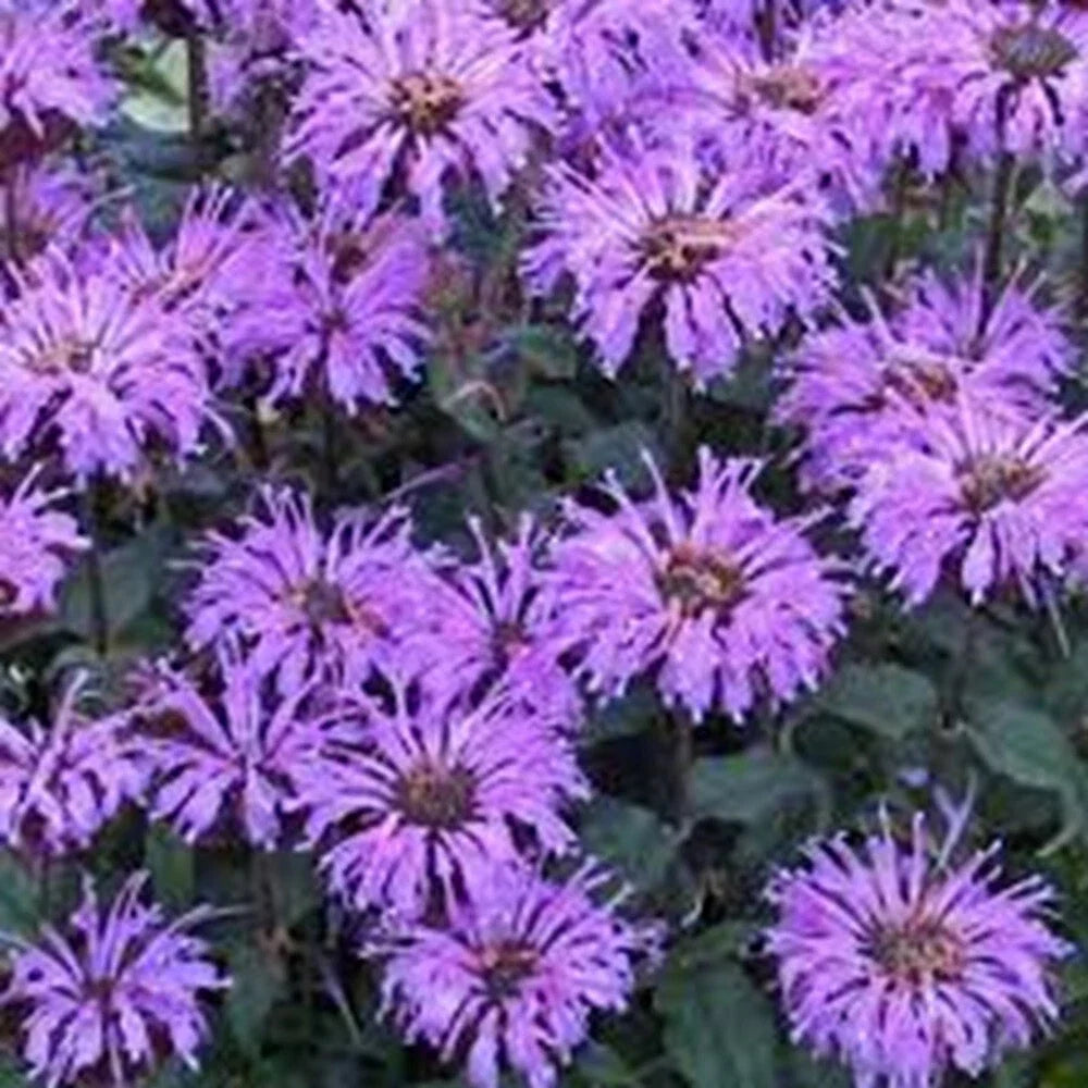 Double Lilac Bee Balm Seeds - 100 Pack - Monarda didyma - Hummingbird Flower Seeds for Garden Bloom