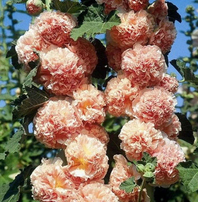 Hollyhock Seeds - 25 Non-GMO Chater's Double Salmon Peony Flowered Blooms (Alcea rosea)
