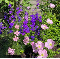 Rocket Larkspur Seeds 500 Non-GMO Mixed Color Delphinium Flowers for Pollinators