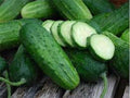 Premium Heirloom Seeds - Boston Pickling Cucumber - Popular Variety for Home Gardens - Cucumis sativus