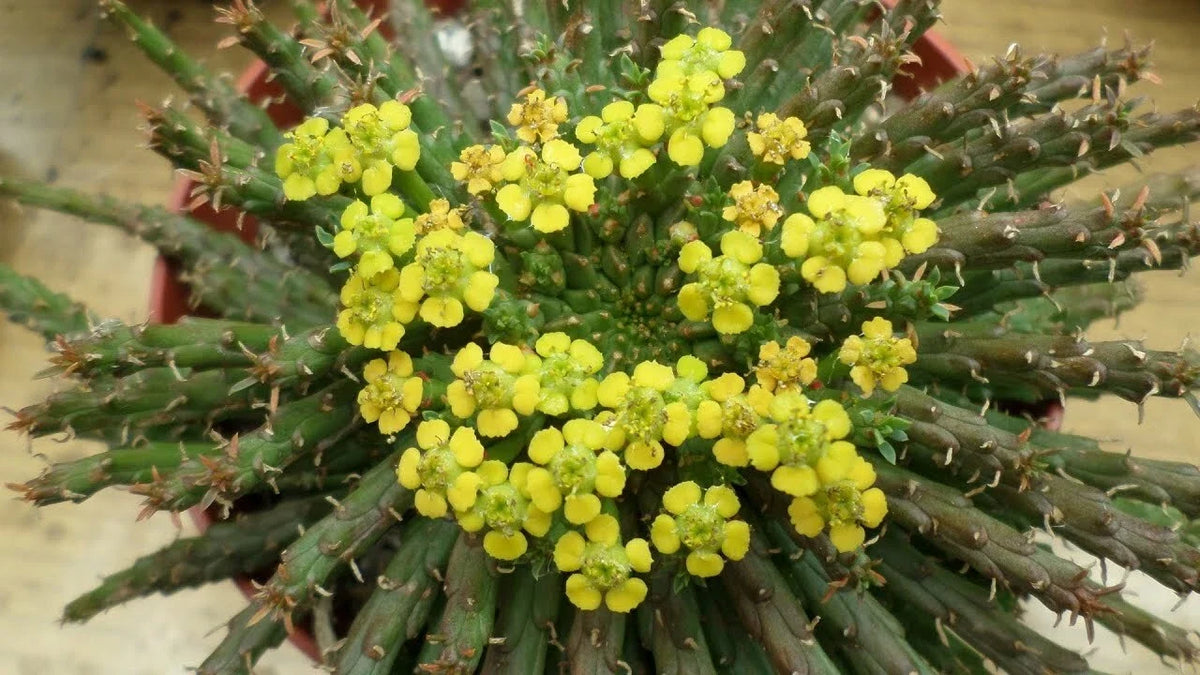 Euphorbia 'Caput-Medusae' Cutting - 6"-7" with Multiple Side Branches - Unusual Succulent Plant