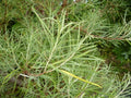 50 Rosemary Willow Tree Cuttings - Attractive Landscape & Privacy Bush - Salix rosmarinifolia