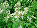 Mountain Mint Seeds - 501+ Pack - Native Edible Wildflower - Drought Tolerant Herb - Shade Adaptable (Pycnanthemum spp.)