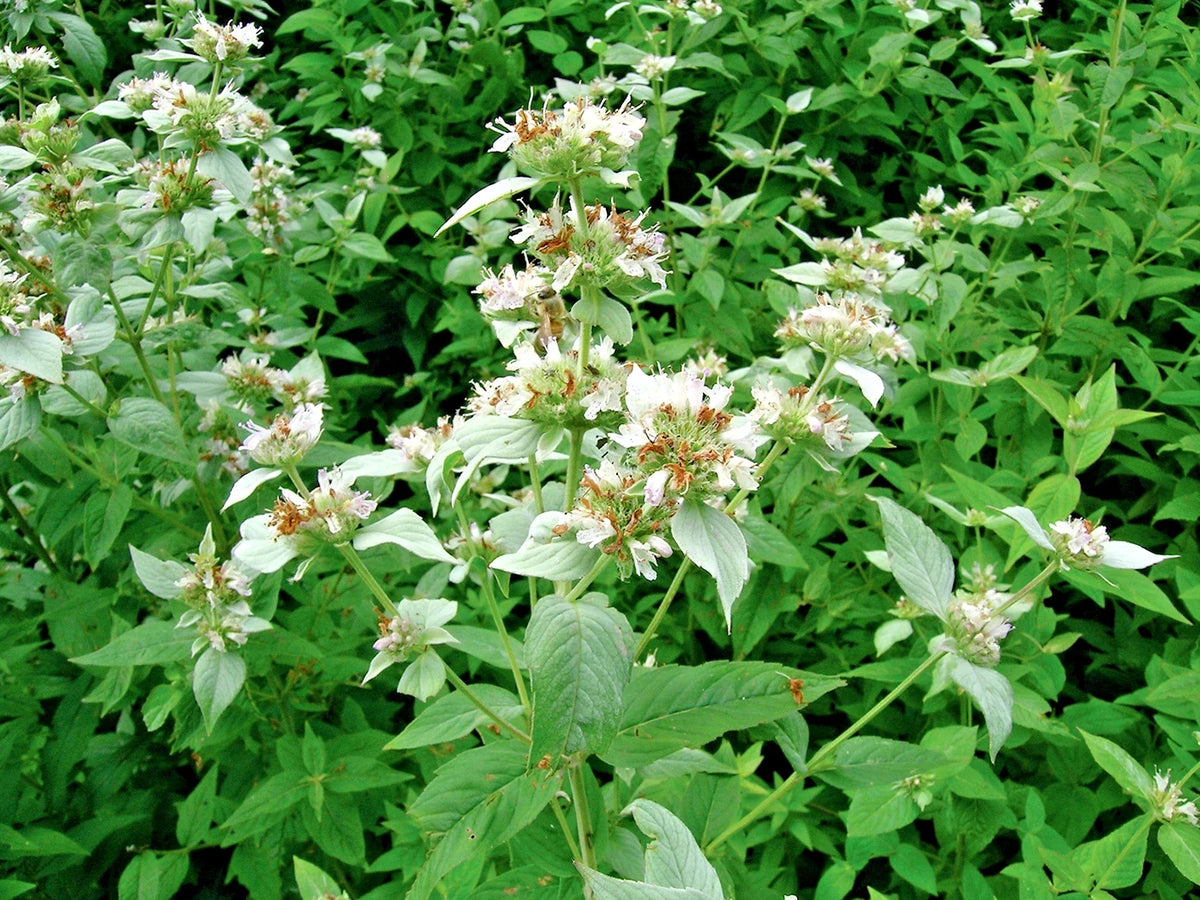 Mountain Mint Seeds - 501+ Pack - Native Edible Wildflower - Drought Tolerant Herb - Shade Adaptable (Pycnanthemum spp.)