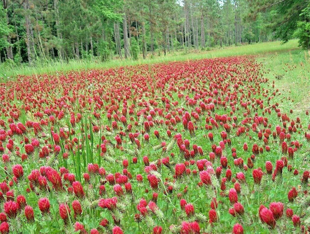 Crimson Clover Seeds - 1001+ Seeds - Groundcover Wildflower for Pollinators - Trifolium incarnatum