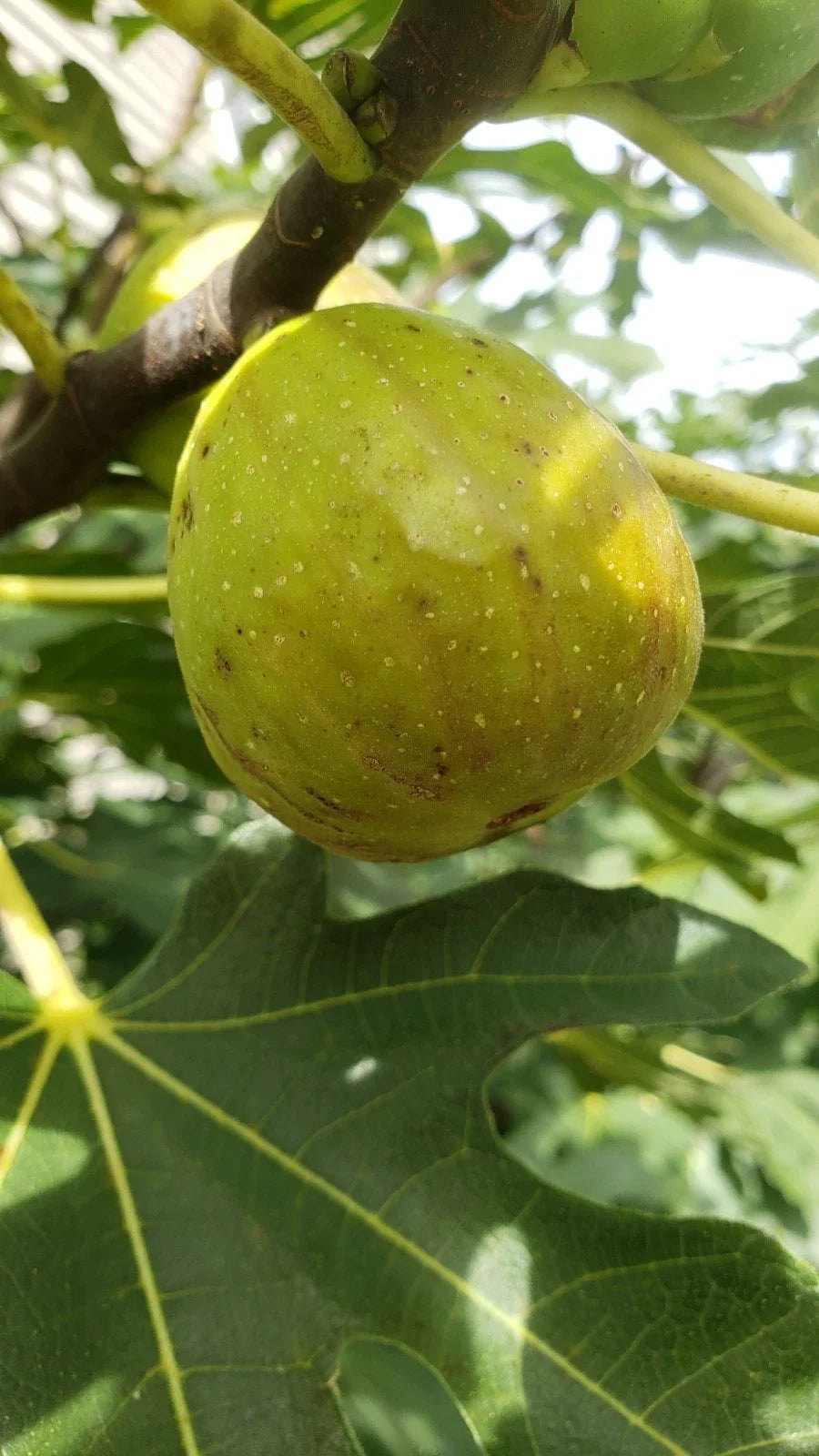 Live Fig Tree Cuttings 5pcs - Healthy Sweet Varieties - Delicious Hardy Ficus Carica