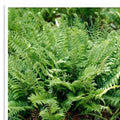 Polystichum Acrostichoides Fern | 20 Bare Root Evergreen Perennial Plant | Christmas Fern
