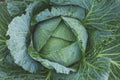 Late Flat Dutch Cabbage Seeds, Heirloom NON-GMO, Cabbage Wraps, Brassica oleracea var. capitata