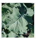 Kale Seeds 1000 Count Heirloom Premier Compact Vigorous Leaves Brassica oleracea