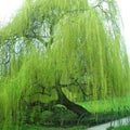 Willow Tree Cuttings - 5 Bright Green Weeping Willow (Salix babylonica) Starter Plants for Growing