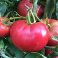 Tomato Seeds 100 Count - Bradley Pink Variety - Heirloom Dark-Pink Tomatoes - Solanum lycopersicum