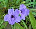 Dwarf Ruellia Plants - Purple Blooming - 5 Pcs Lot - Ruellia makoyana