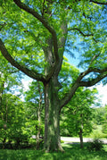 Honey Locust Seeds, 25 Pack, Gleditsia triacanthos, Hardy Tree Seeds for Landscaping and Naturalization