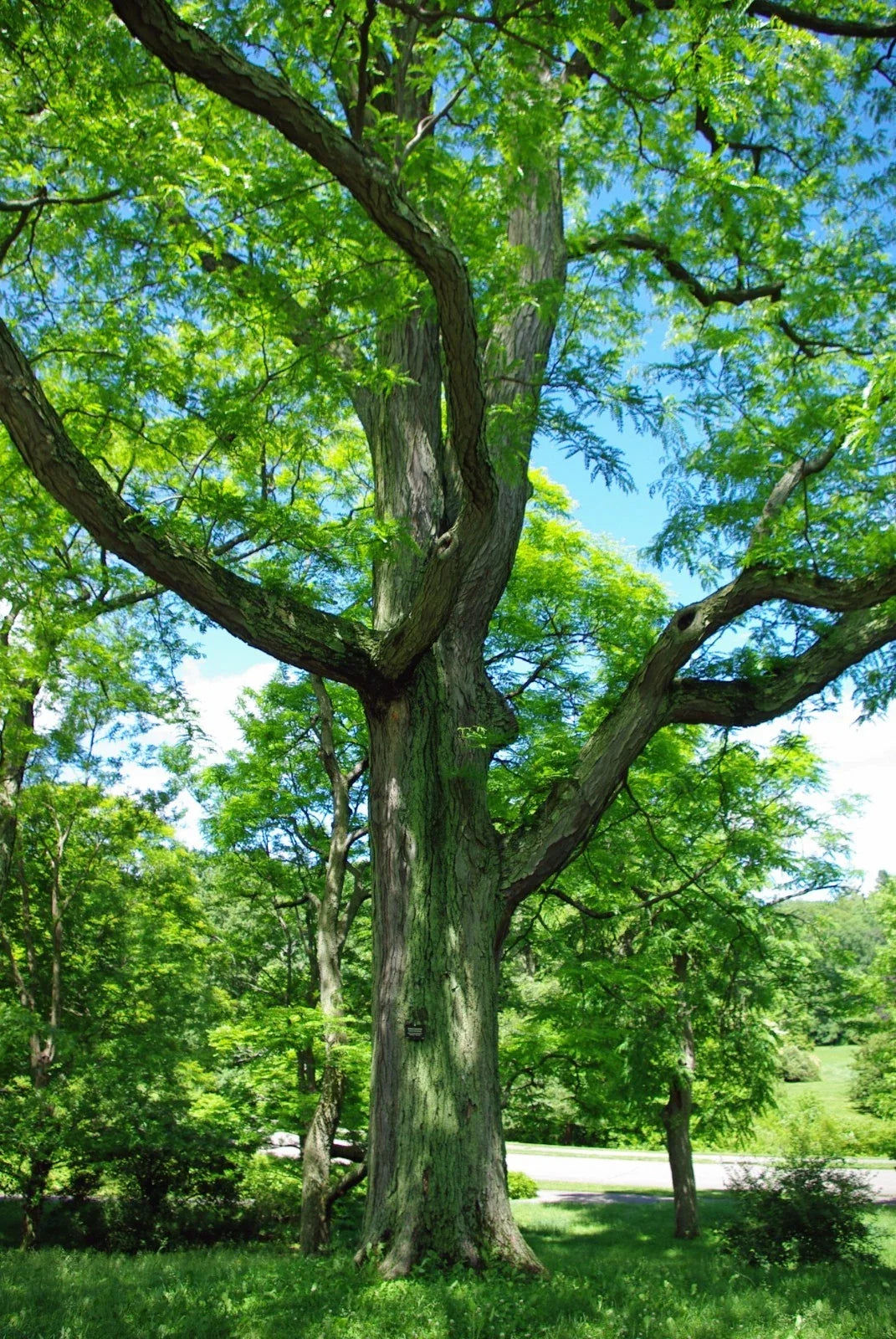 Honey Locust Seeds, 25 Pack, Gleditsia triacanthos, Hardy Tree Seeds for Landscaping and Naturalization
