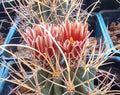 Sclerocactus wrightii Cactus Plant - Triple Heads with Long Hook Spines - Cold Hardy Succulent