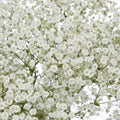 Baby's Breath Seeds 300 Non-GMO Gypsophila elegans Free Shipping
