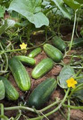 Cucumber Seeds, 100 Heirloom Non-GMO Seeds, Marketer Variety, Cucumis sativus, Garden Vegetable