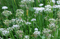 Garlic Chives Seeds - 100+ Seeds - Allium tuberosum - Heirloom Culinary Herb for Cooking and Gardening