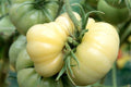 White Wonder Beefsteak Tomato Seeds, 30 Seeds, Non-GMO, Heirloom Variety, Free Shipping