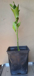 Eureka Rooted Cuttings 6" - Healthy Fast-Growing Citrus × limon from 15-Year Mother Plant