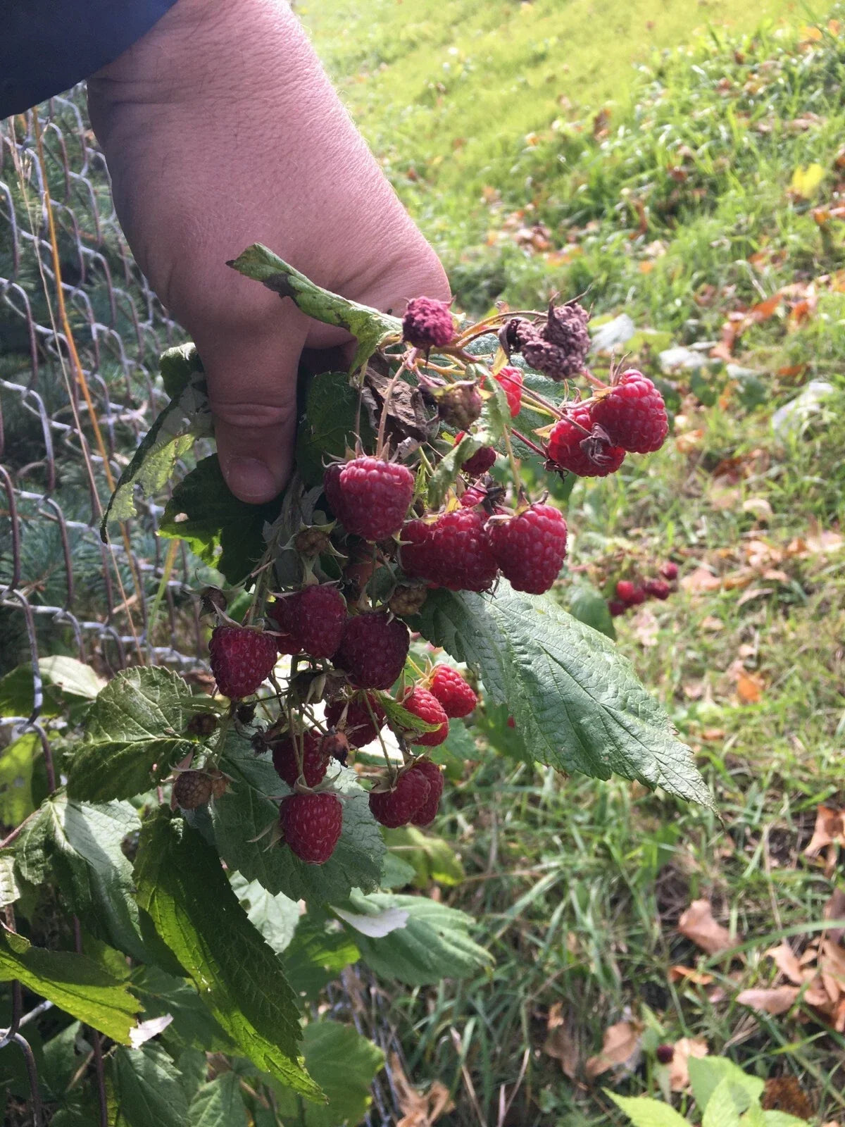 Organic Raspberry & Mint Bushes Plants - Heritage Variety, Bare Root - 5 Pack - Perfect for Home Gardens