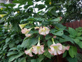 Pink Beauty Angel Trumpet Plant - Rooted - Unique Pink Flowers - Brugmansia