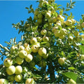 Golden Delicious Apple Tree Cuttings 16 Thin Scions for Rooting Grafting Malus domestica