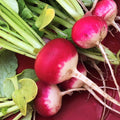 Sparkler Radish Seeds - Red White Belle Globe Root Vegetable Seeds - Non-GMO, Heirloom, 2025 Variety