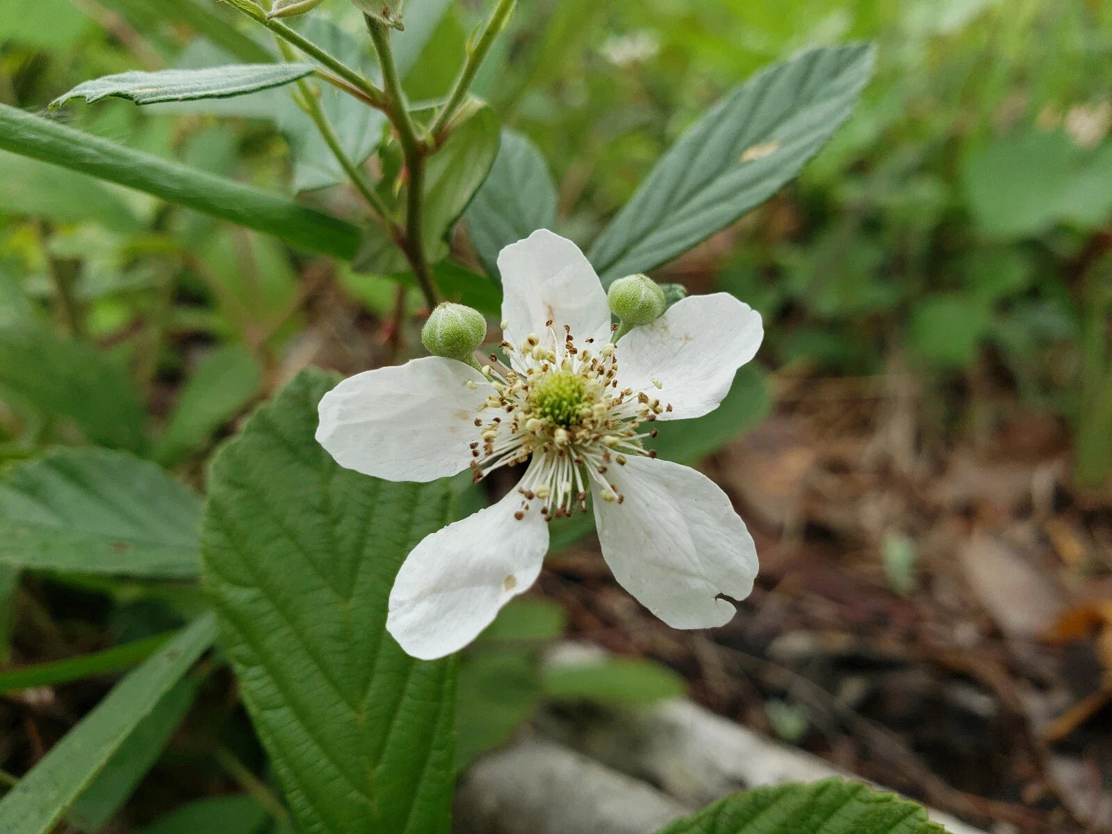 Sand Blackberry Seeds | 25 Count | Rubus cuneifolius | Florida Native Berry for Wildlife