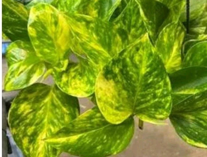 Fernando Fire Pothos Cuttings - 3 Fresh Cuttings, Epipremnum aureum, No Roots, Houseplant, Indoor Plant Decor