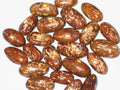 Topcrop Bush Bean Seed 100+ | Green Variety | Phaseolus vulgaris