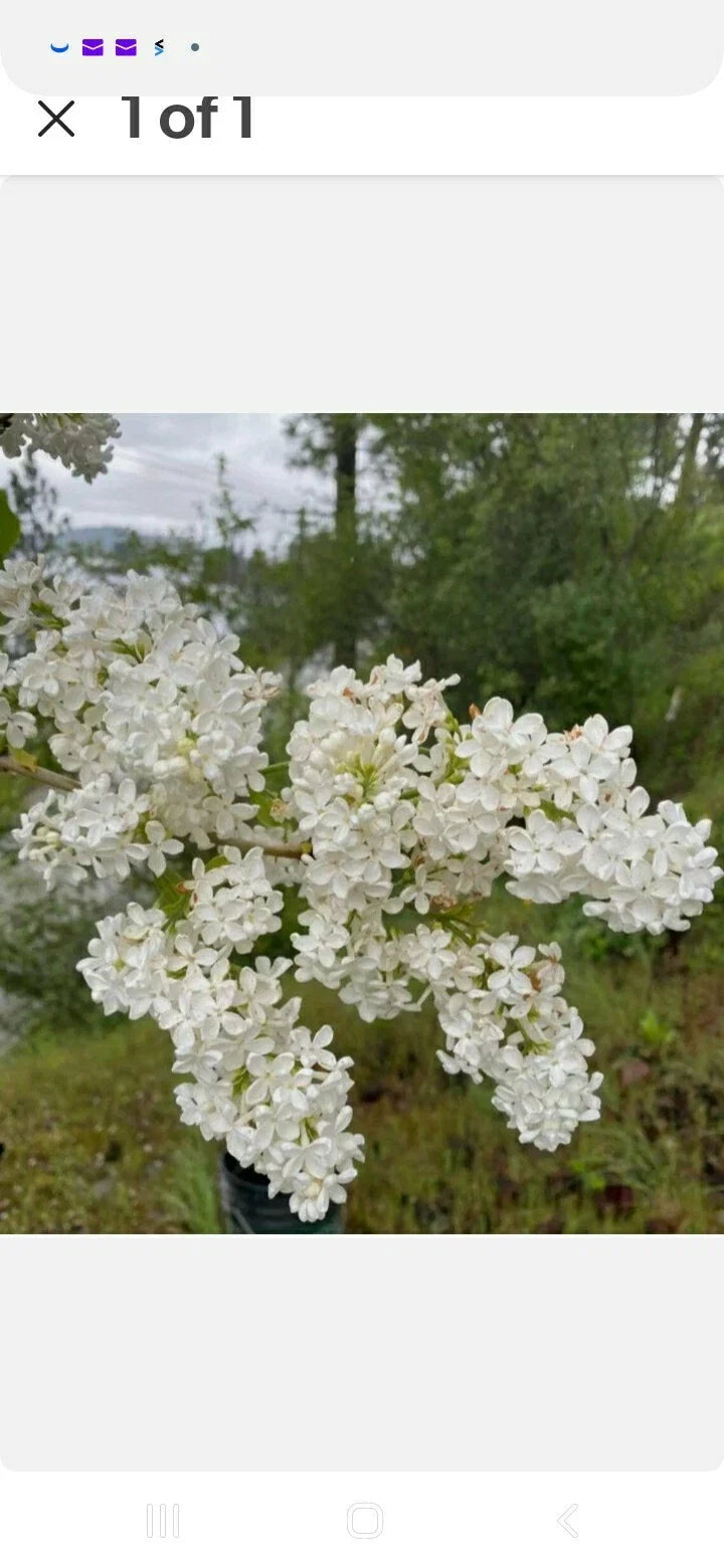 Jumbo Bare Root Lilac Bush White - Syringa vulgaris - 5 Plants with Planting Instructions