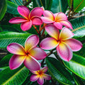Plumeria Seeds - 5 Purple Yellow Hawaiian Flower Seeds - Perennial Plant (Plumeria spp.)