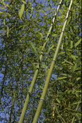 Bamboo Bare Root Plant Budded Rhizome Phyllostachys Rubromarginata 'Red Margin'