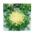 Green Curled Ruffle Endive Seeds - Heirloom Variety, Delicious Tender Leaves, 200-8000 Seeds