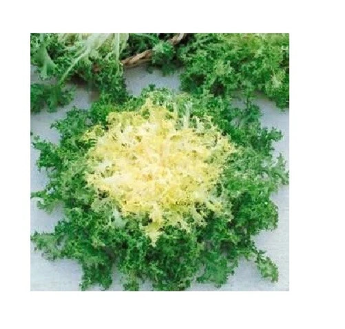 Green Curled Ruffle Endive Seeds - Heirloom Variety, Delicious Tender Leaves, 200-8000 Seeds