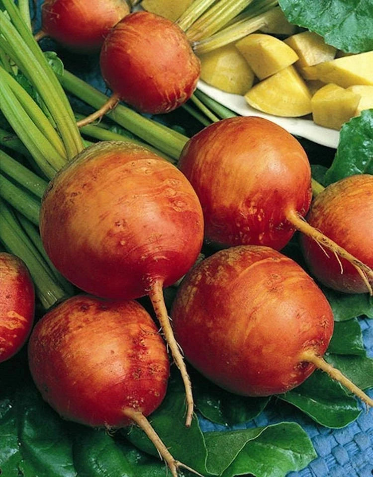 Golden Detroit Beet Seeds - Non-GMO Heirloom Seeds for Planting - Beta vulgaris - Shipping with Tracking