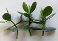Jade Plant Cutting - Fresh Live Plant No Roots - Crassula ovata