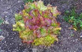 Lettuce Seeds, 500 Count, Leaf Lettuce Prizehead, Heirloom Non-GMO - Ideal for Home Gardens, Organic Growing