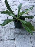 Live Culantro Plant 4" Pot with Soil Eryngium Foetidum Herb Garden