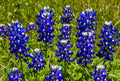 Texas Bluebonnet Seeds - 100+ Count - Fragrant Bright Color - Ideal for Hummingbirds and Butterflies - Lupinus texensis