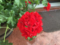 Geranium Cuttings 6 Mountie Red Pelargonium, Vibrant Red Foliage, Ideal for Gardens and Containers