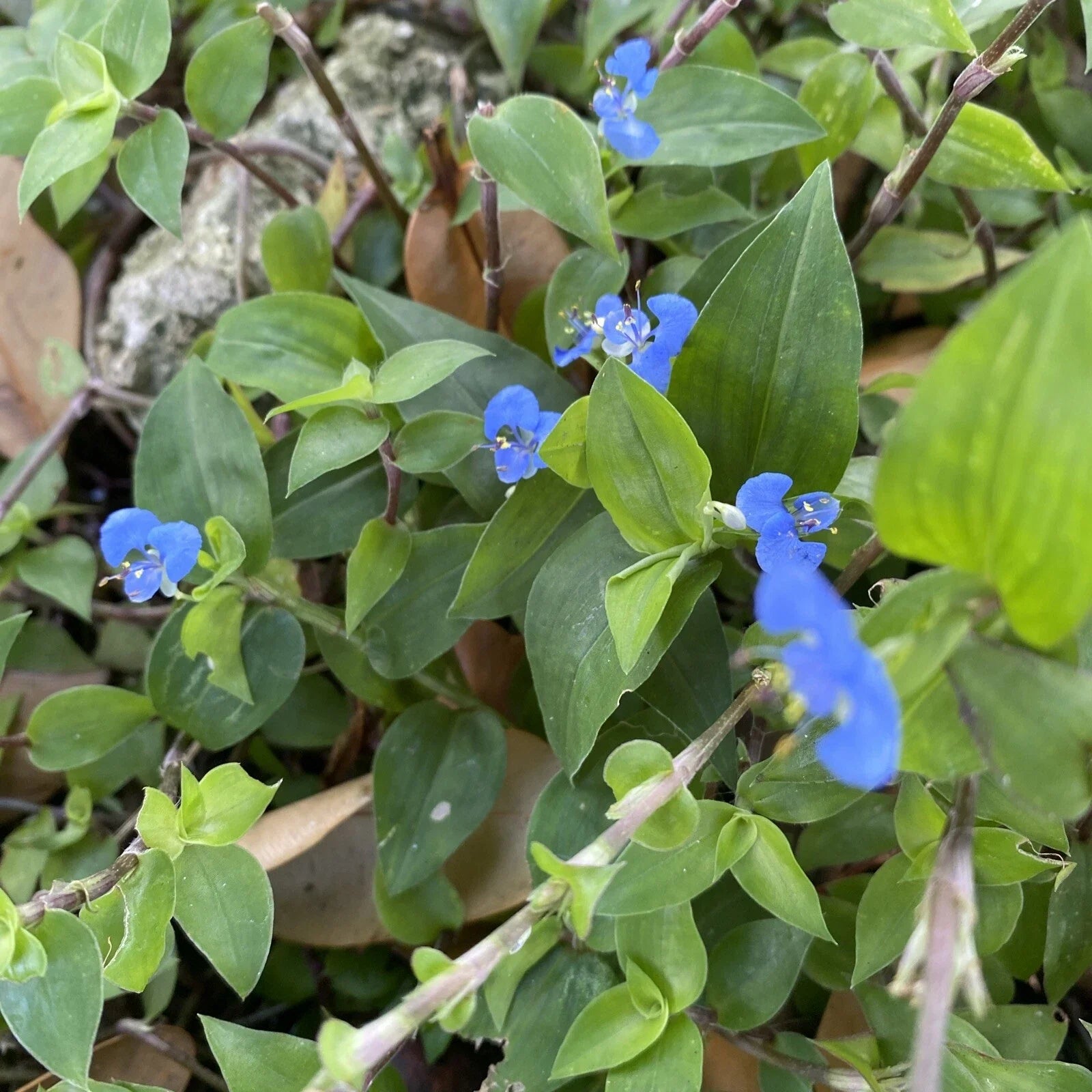 Commelina Diffusa Cuttings - 15 Pieces, 7 Inches, No Soil, Ground Cover Plant, Tropical Perennial