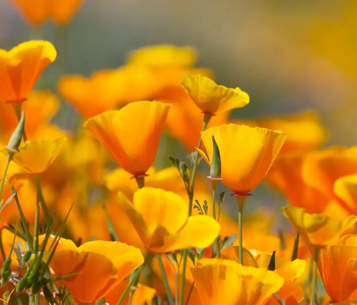 California Poppy Flower Seeds - 100 Seeds - Orange Blooms - Eschscholtzia californica - California State Flower