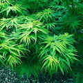 Japanese Maple Tree Seeds 10" Dwarf Mikawa Yatsubusa Unique Hemp Herb Bonsai Gardening Starter