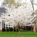Yoshino Cherry Tree Seeds - 5 Pack - Flowering Ornamental Pink - Prunus x yedoensis