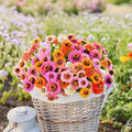 Dwarf Zinnia Seeds Mix - 100+ Button Box Variety - Perfect for Garden Planting - USA Grown