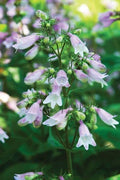 Calico Beardtongue Plant Seeds (50 Seeds) - Penstemon calycosus, Native Wildflower, Colorful Perennial Garden Plant