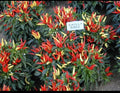 Ornamental Pepper Starter Plant - Chilly Chili Variety - Capsicum annuum
