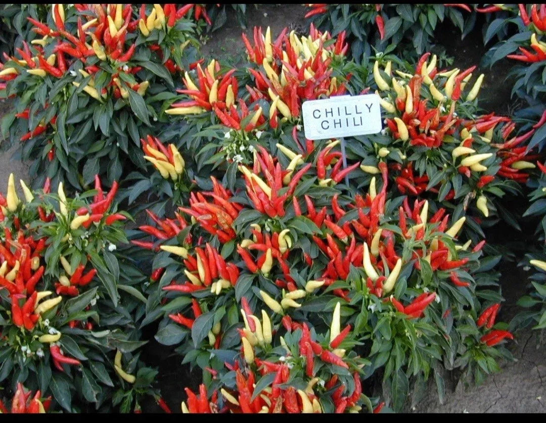 Ornamental Pepper Starter Plant - Chilly Chili Variety - Capsicum annuum
